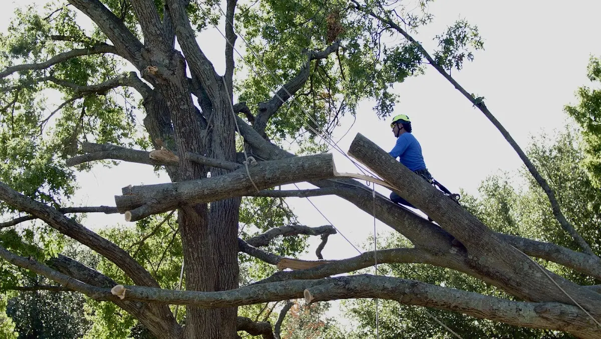 Professional Crown Thinning performed by certified arborists in Cedar Vale