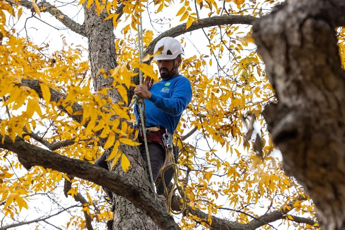 Skilled Tree Planing crew working in Cedar Vale