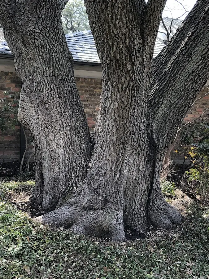 Mature heritage tree close to a Cedar Vale property cared for by certified arborists